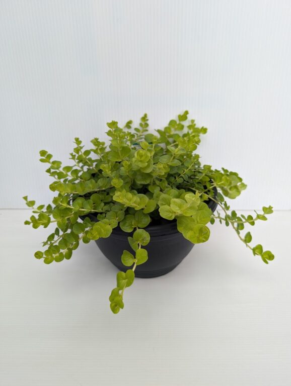 Lysimachia - Gold Moneywort