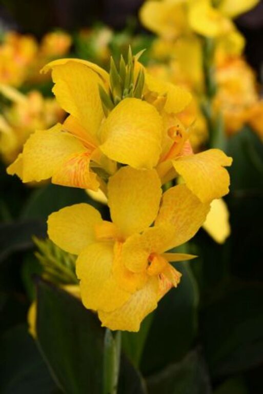 Canna - Cannova Yellow
