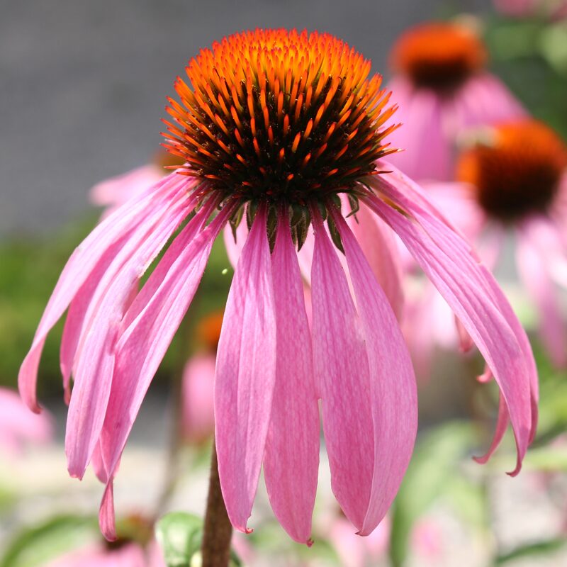 Echinacea - Pale Pink Coneflower
