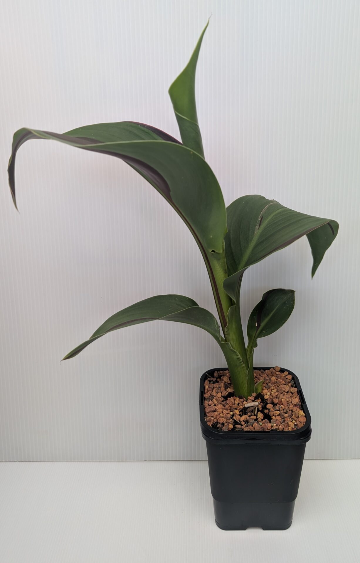 Canna - Cleopatra - Guildford Garden Centre