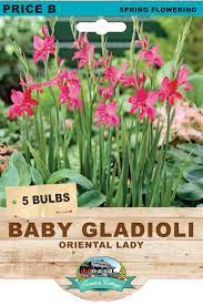 Baby Gladioli - Oriental Lady - Bulbs