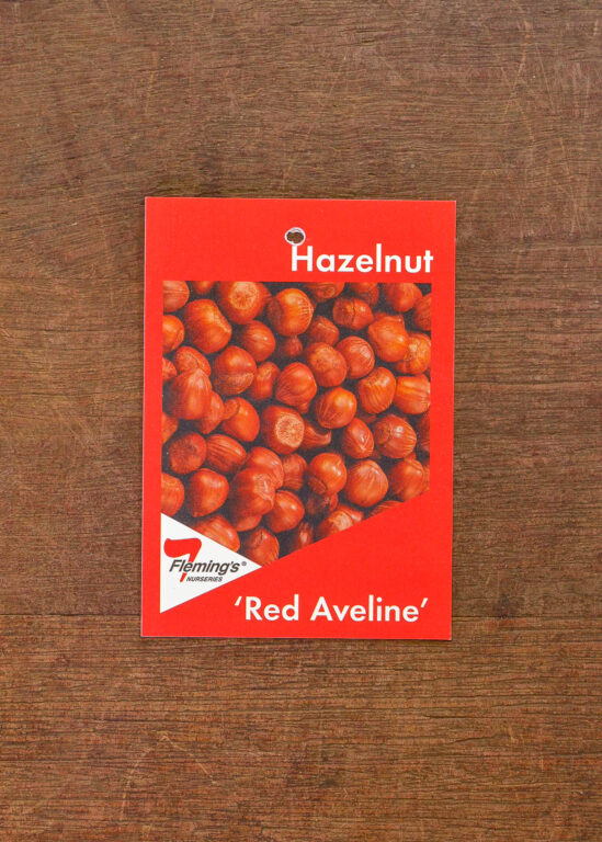 Hazelnut - Red Aveline