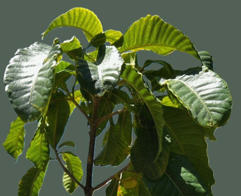 Calodendrum - Cape Chestnut