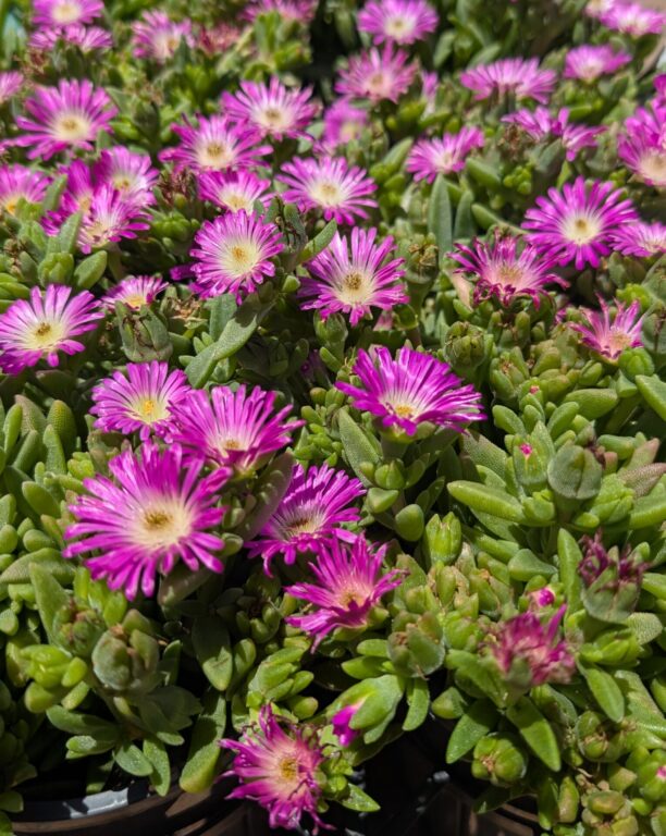 Delosperma - Ocean Sunset Purple