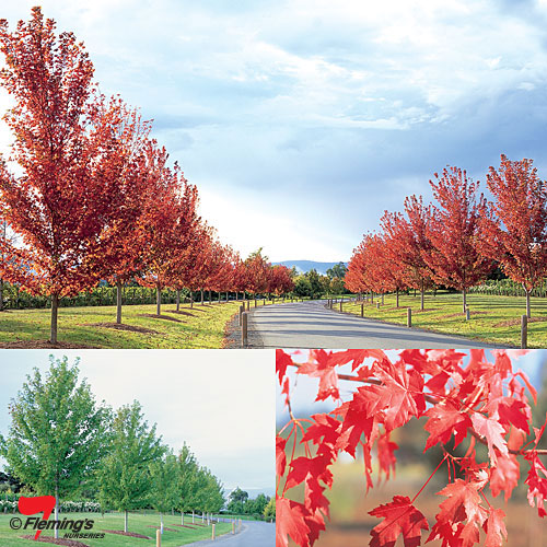 Lipstick Maple - Autumn Blaze® - Bare Root - Image 3