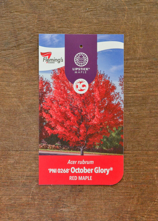 Lipstick  Maple - October Glory® - Bare Root