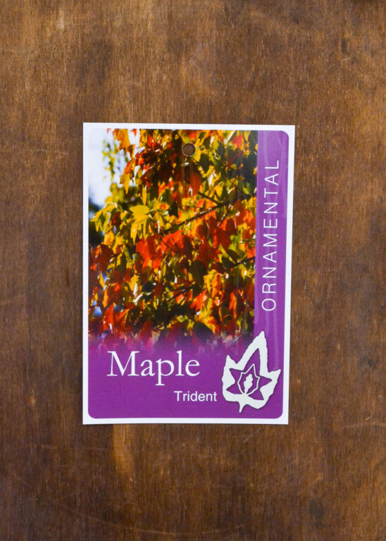 Maple - Trident - Bare Root