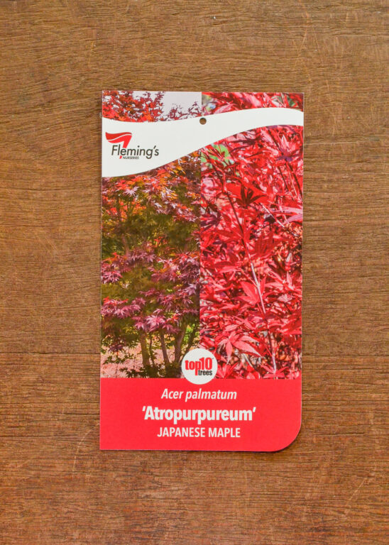 Japanese Maple - Atropurpureum - Bare Root