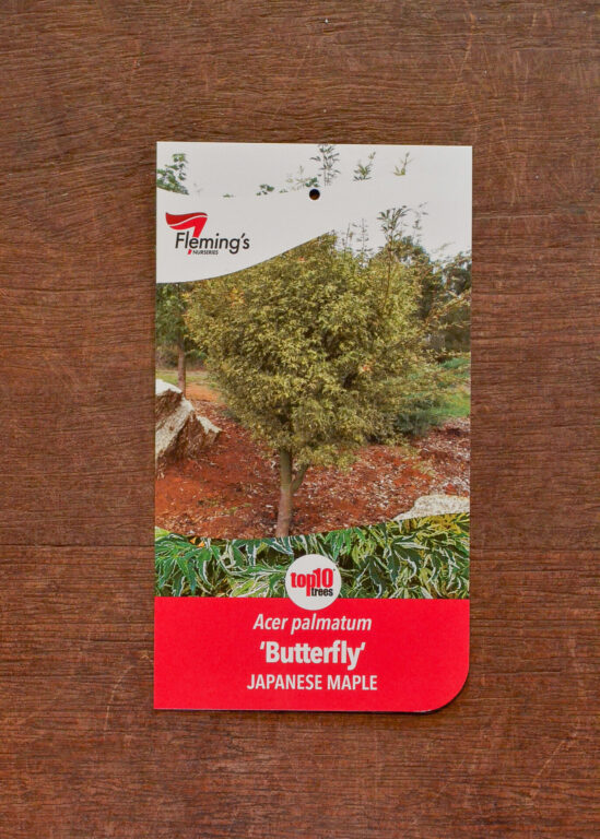 Japanese Maple - Butterfly - Bare Root