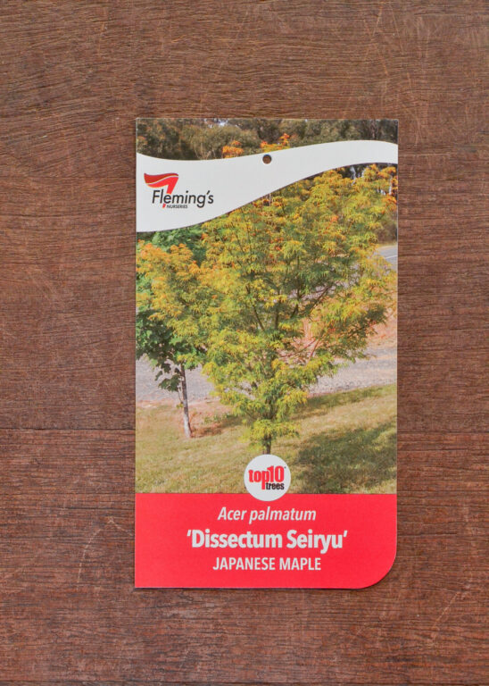 Japanese Maple - Dissectum Seiryu - Bare Root