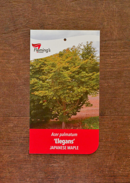 Japanese Maple - Elegans - Bare Root