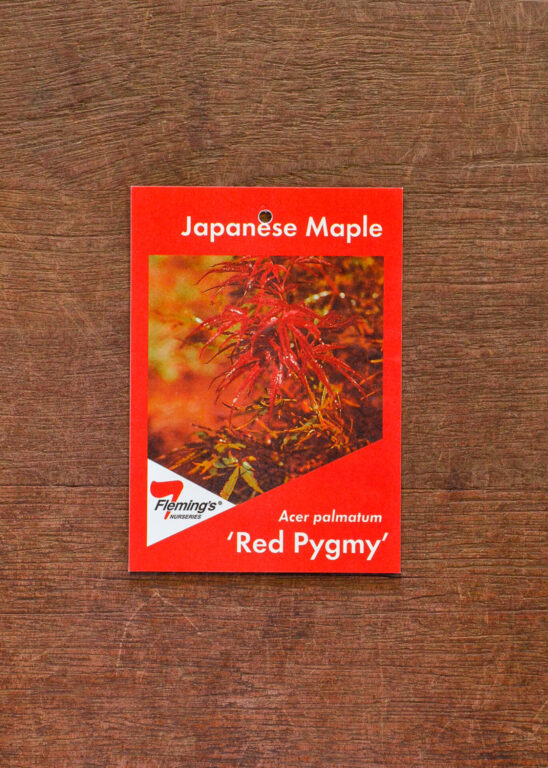 Japanese Maple - Red Pygmy - Bare Root