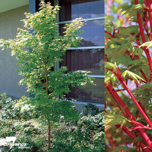 Japanese Maple - Sango Kaku - Bare Root - Image 3