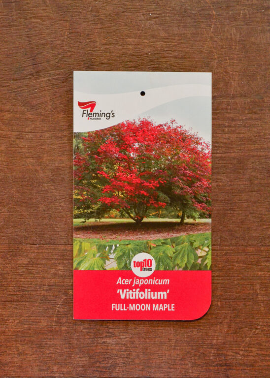 Maple - Vitifolium - Full Moon Maple - Bare Root
