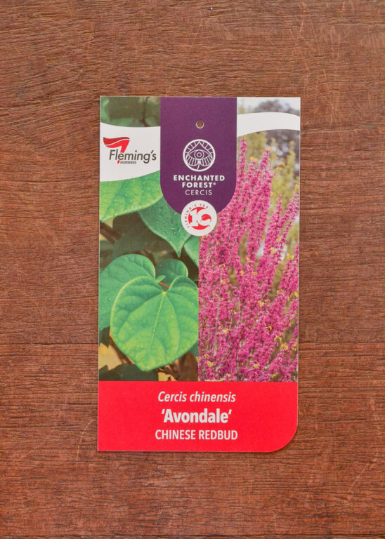 Cercis - Avondale - Bare Root