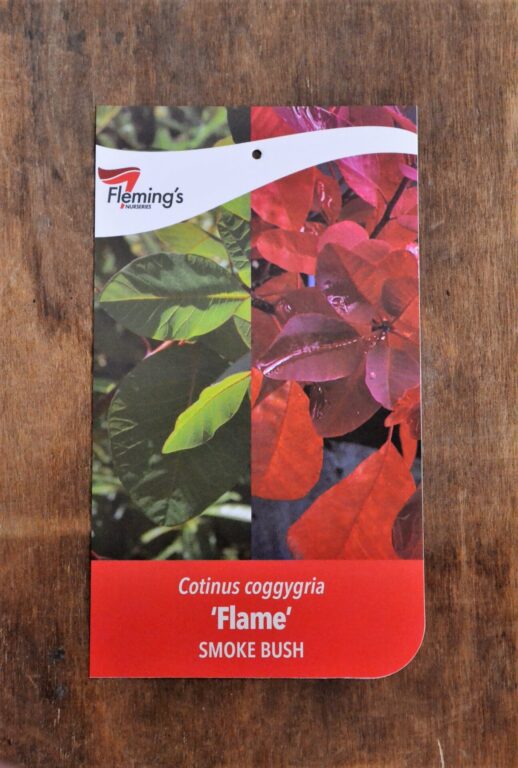 Cotinus - Flame - Bare Root