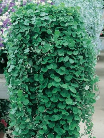 Dichondra - Emerald Falls