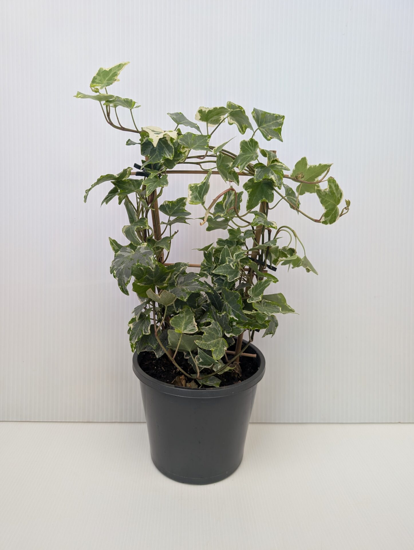 Ivy - Minty