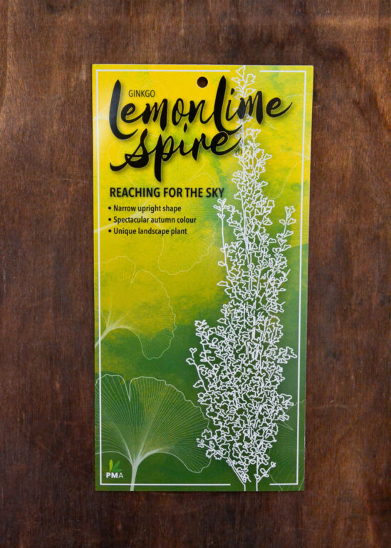 Ginkgo - Lemonlime Spire - Bare Root