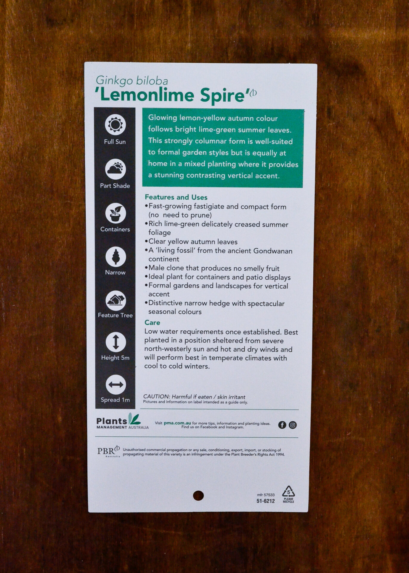 Ginkgo - Lemonlime Spire - Bare Root - Image 2