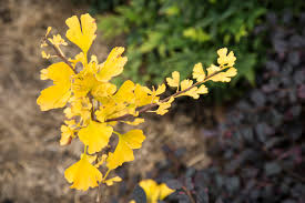 Ginkgo - Lemonlime Spire - Bare Root - Image 3