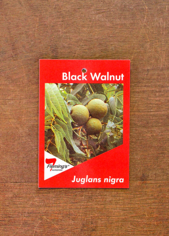 Walnut - Black - Bare Root