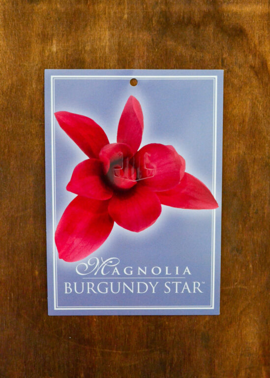 Magnolia - Burgundy Star™ - Bare Root