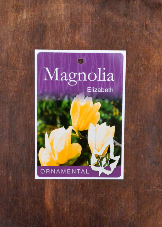 Magnolia - Elizabeth - Bare Root