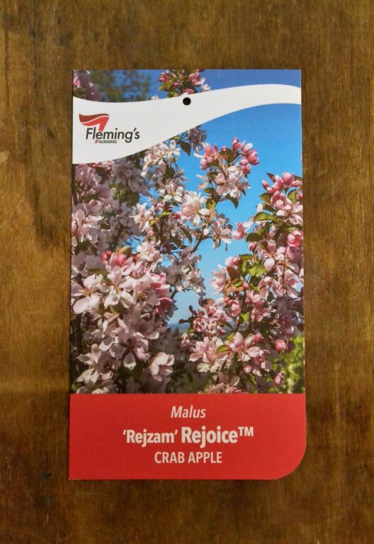 Crab Apple - Rejoice™ - Bare Root