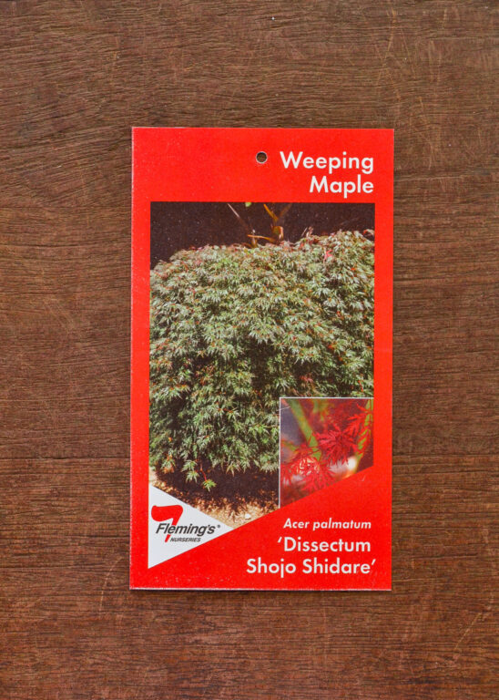 Japanese Maple - Weeping - Dissectum Shojo Shidare - Bare Root
