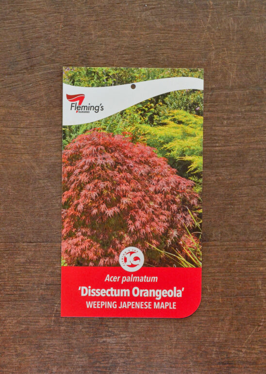 Japanese Maple - Weeping - Dissectum Orangeola - Bare Root