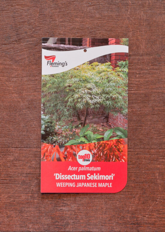 Japanese Maple - Weeping - Dissectum Sekimori - Bare Root