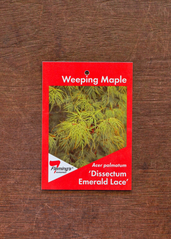 Japanese Maple - Weeping - Dissectum Emerald Lace - Bare Root