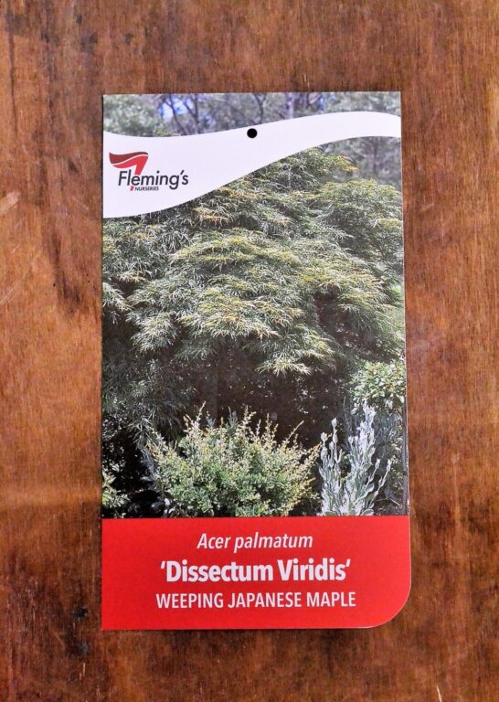 Japanese Maple - Weeping - Dissectum Viridis - Bare Root