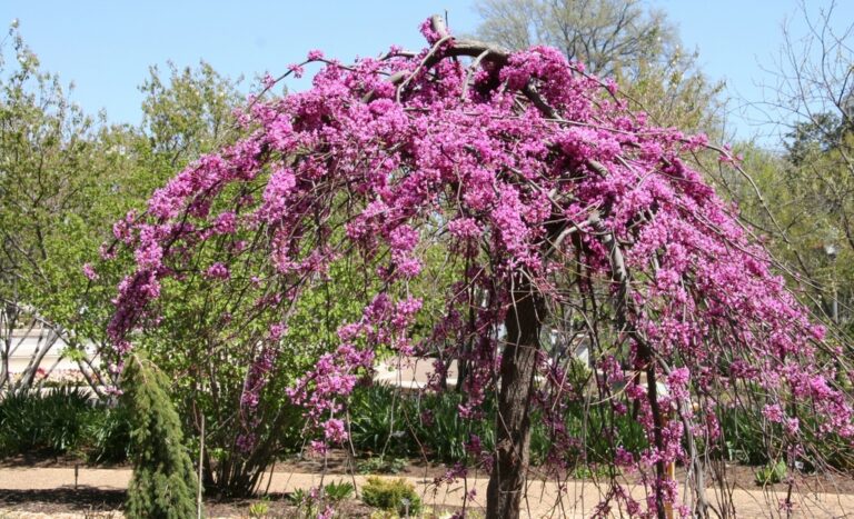 Cercis - Weeping - Covey Lavender Twist™ - Bare Root