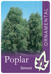 Poplar - Simon's Poplar - Bare Root