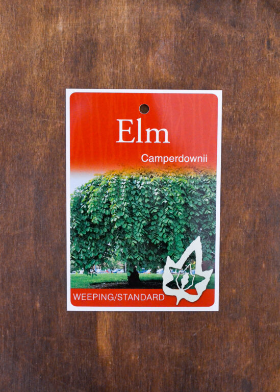 Elm - Weeping - Bare Root
