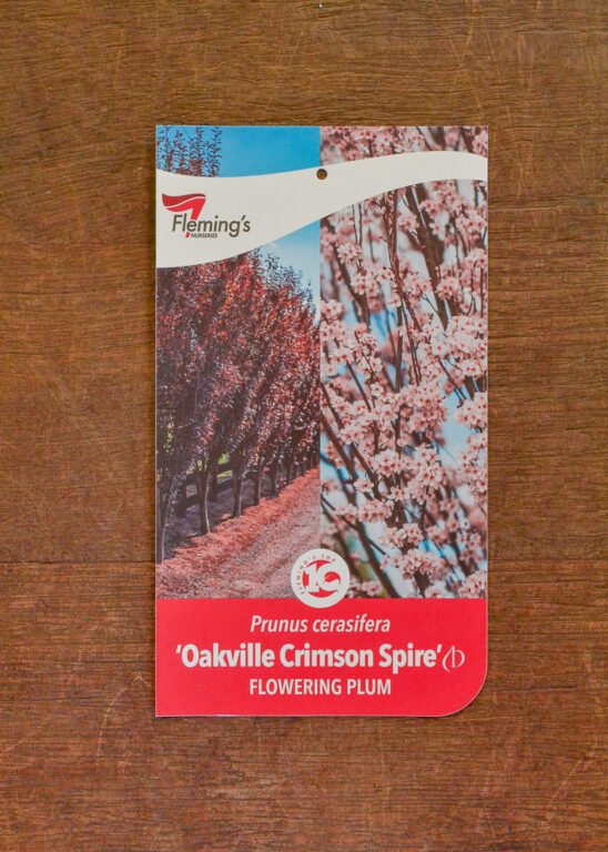 Flowering Plum - Oakville Crimson Spire - Bare Root