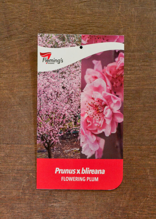Flowering Plum - Blireana - Bare Root