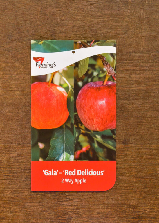 Apple Multi Graft - Gala/Red Delicious - Bare Root