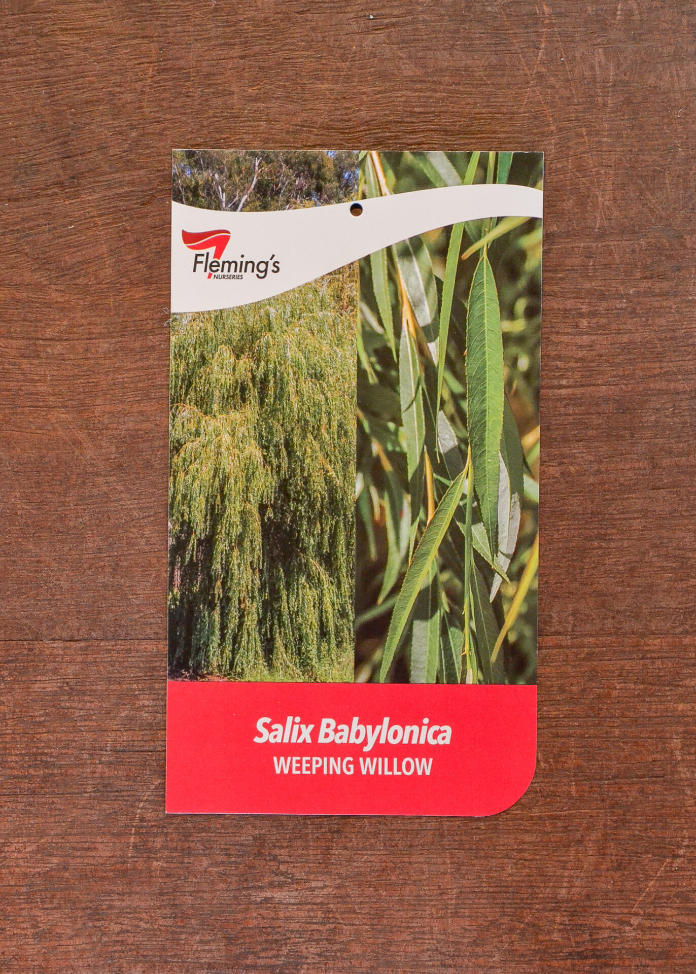 Willow - Weeping - Bare Root