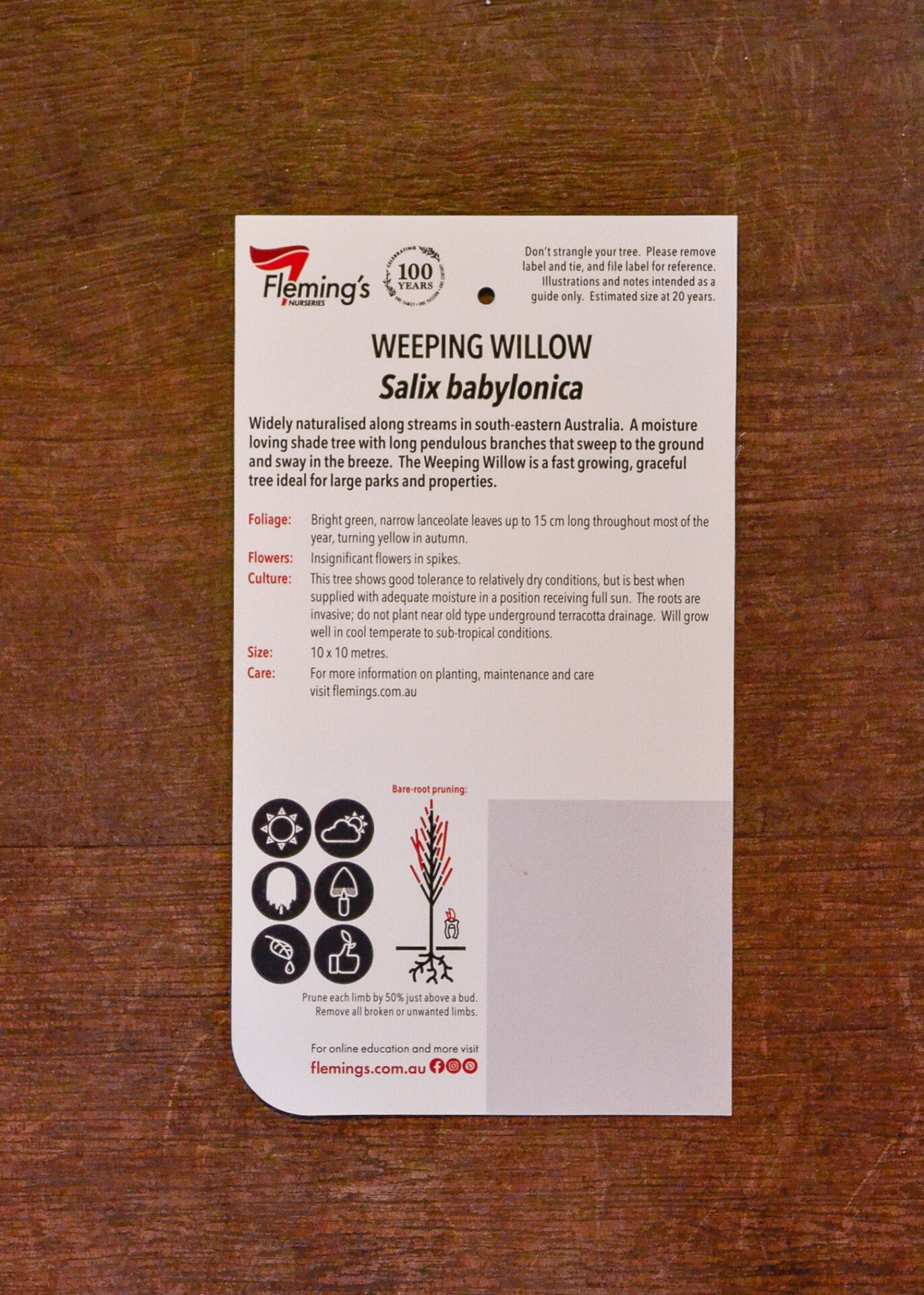 Willow - Weeping - Bare Root - Image 2