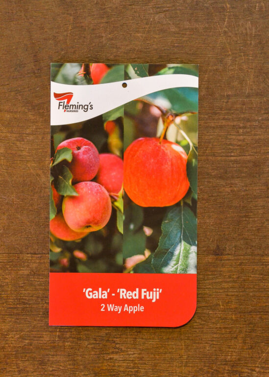 Apple Multi Graft - Gala/Red Fuji - Bare Root