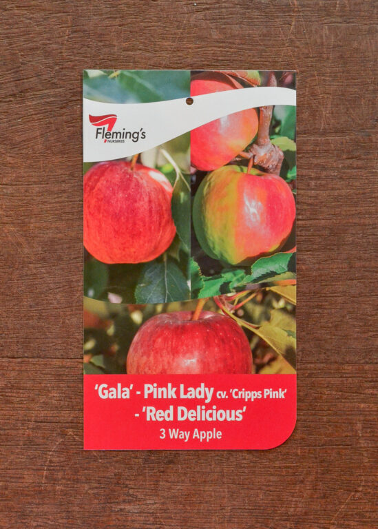 Apple Multi Graft - Gala/Pink Lady/Red Delicious - Bare Root