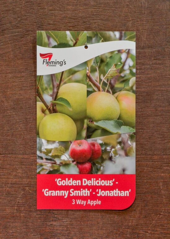 Apple Multi Graft - Golden Delicious/Granny Smith/Jonathan - Bare Root