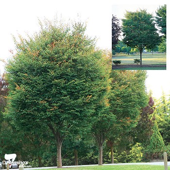 Japanese Elm - Green Vase - Bare Root