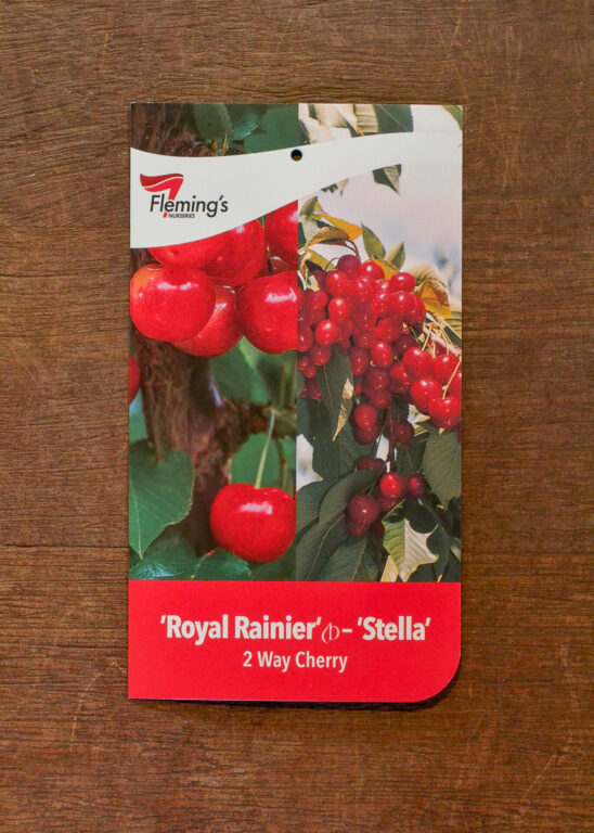 Cherry Multi Graft - Royal Rainier/Stella - Bare Root
