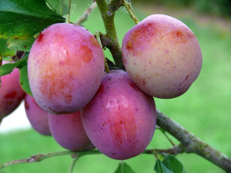 Plum Multi Graft - Sunrise Gulf/Gulf Ruby - Bare Root