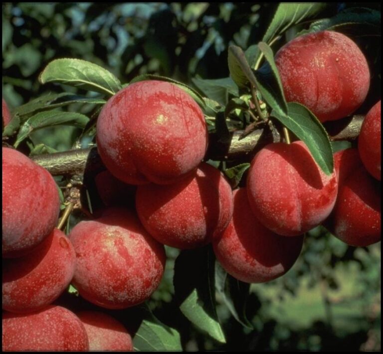 Plum Multi Graft - Satsuma/Santa Rosa - Bare Root