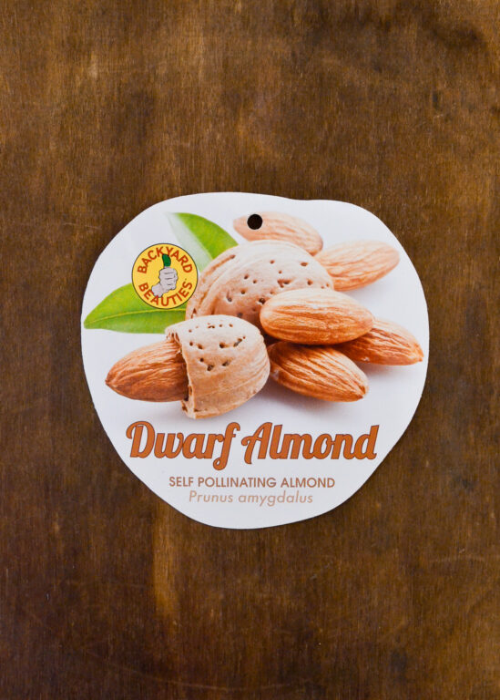 Almond - Self Pollinating Paper Shell Dwarf - Bare Root